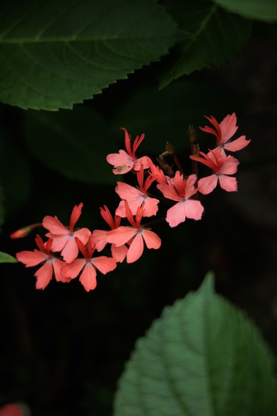 Delicate coral pink flowers bloom amidst lush green leaves, creating a vibrant contrast in a serene natural setting.