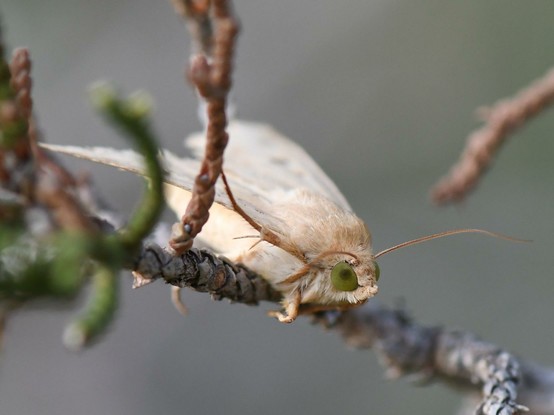White moth with large green eyes on the branch of an ash juniper tree