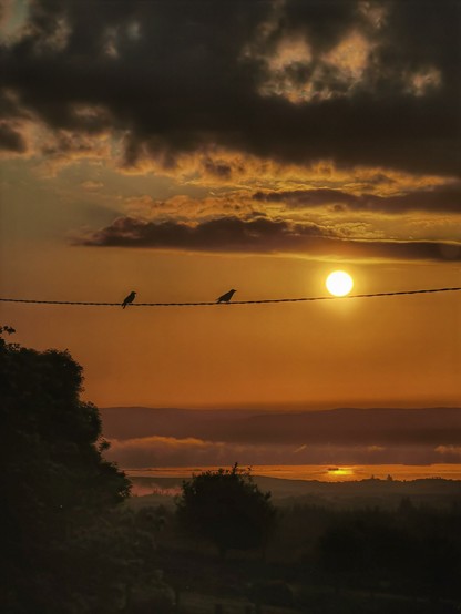 birds.