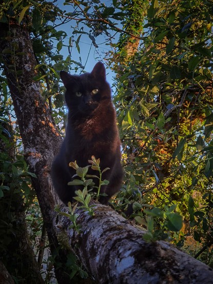 Black cat lady in the tree