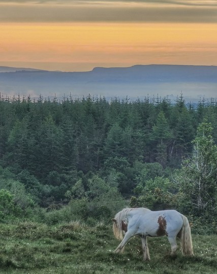Horse doing horse stuff