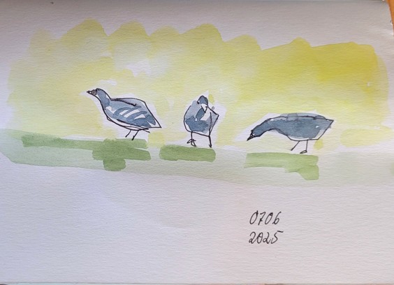 Aquarellskizze: ein kleiner dunkler Vogel auf Rasen,  in 3 verschiedenen Positionen
