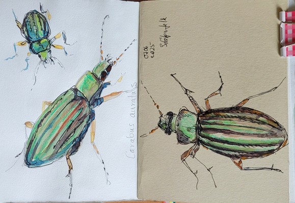 Aquarellskizze über 2 Seiten im kleinen Skizzenbuch: 3 grüne, goldrot schimmernde Käfer in verschiedenen Positionen