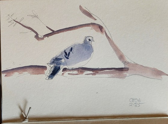 Aquarellskizze,  Pinselzeichnung: graue Taube auf Ast