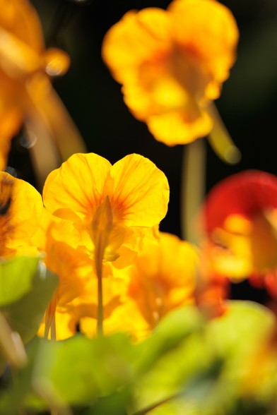 Bright yellow nasturtium flowers illuminated by sunlight, with soft green leaves in the foreground, creating a vibrant and lively scene.
