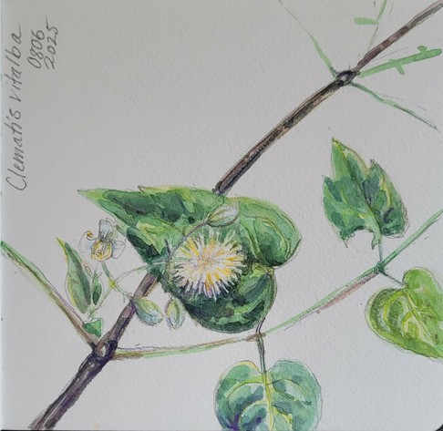 Aquarellskizze im quadratischen Skizzenbuch: ein Zweig einer Rankenpflanze, mit herzförmigen Blättern und kleinen gelbweißen Blüten, die wie Puschel aussehen.