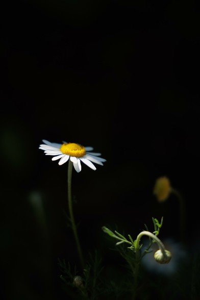 A single white daisy with a yellow center stands out against a dark background, accompanied by a nearby budding flower.