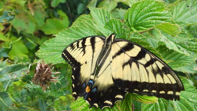 Canadian Tiger Swallowtail Butterfly