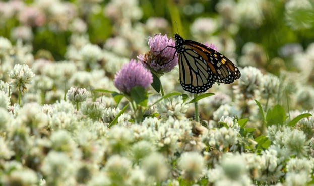 butterfly slurping on some clover