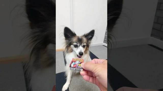 中身がおやつなら開封しちゃう犬 #犬のおやつ #犬のいる生活 #パピヨン