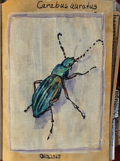 Aquarellskizze: ein grünglänzender Käfer mit langen Beinen