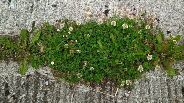 some tiny flowers on a tiny green oasis in concrete road.