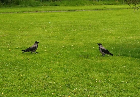 2 crows wait for crackers from heaven or lobbed over by me.