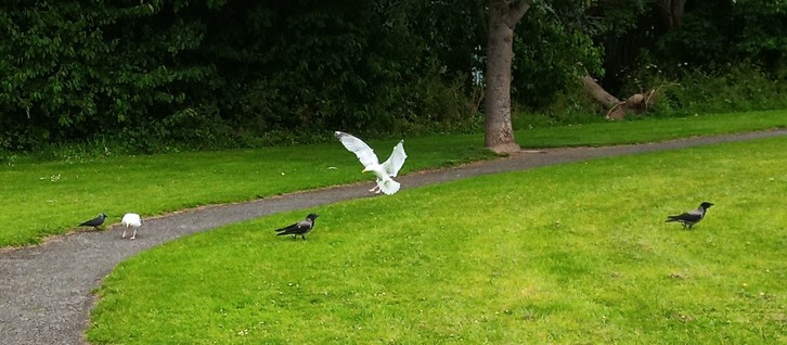 2 gulls trying to intimidate 3 crows. my money is on the crows.