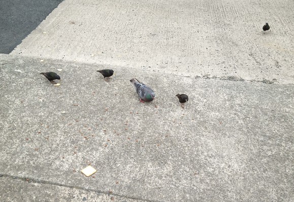 4 starlings and a pigeon for crackers.