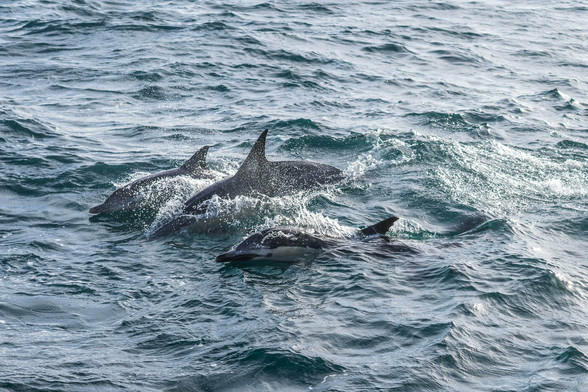 A small group of dolphins swimming and surfacing playfully in choppy ocean water during a whale watching tour near Auckland, New Zealand.