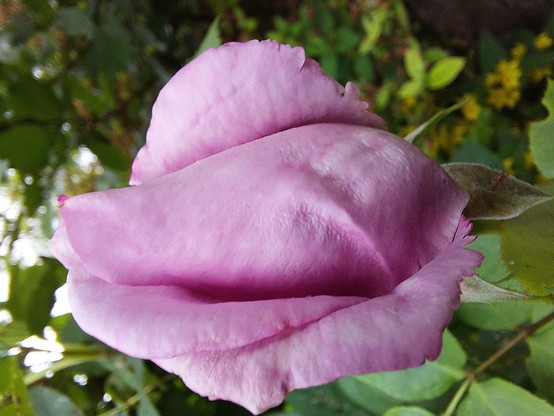 Close-up of a pink rosebud. The petals of the bud are still barely open. Its shape resembles the face of a little pig smiling happily in half profile.

🇩🇪 Closeup einer rosafarbenen Rosenknospe. Die Blütenblätter der Knospe sind noch kaum geöffnet. Ihre Form ähnelt dem Halbprofil eines kleinen glücklich lächelnden Schweinchengesichts.