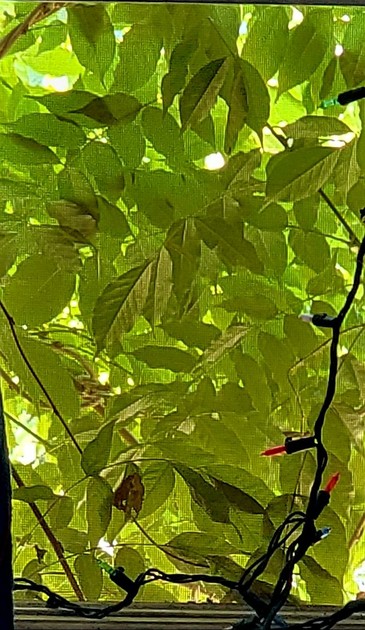 Wisteria coveing a window with cooling leaves. There is a string of neglected fairy lights, the sun is mostly up now. Paredoia: the reason I took this photo is because I see a sloth or sad puppy face in the leaves