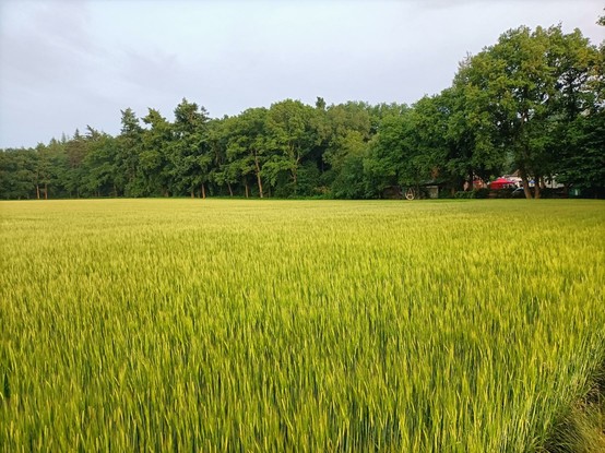 Maagdelijk groen tarweveld met op de achtergrond bos en wat gebouwen van de pinksterdagen.