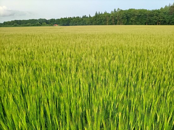 Maagdelijk groen tarweveld met ver op de achtergrond bos.