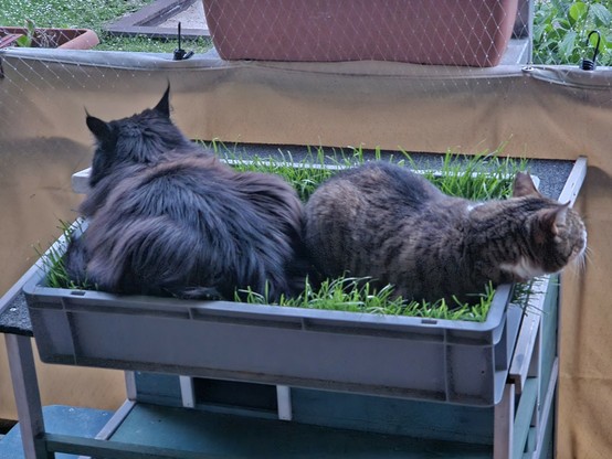 Black long-haired cat "Hope" and brown striped cat "Nasa" lie together in the cat grass in a grey plastic box on the balcony.