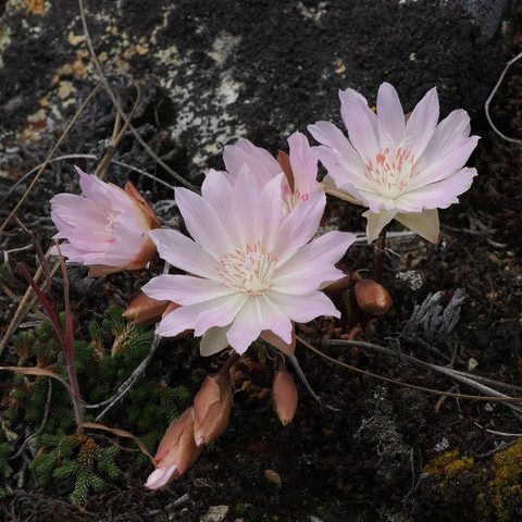 Two large, pale pink flowers with over a dozen blade-like petals grow out of rocky ground with otherwise sparse vegetation. Several other flowers are budding, and no obvious leaves are prominent.
