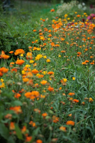 A vibrant field of orange and yellow flowers sways gently in a lush green garden, creating a cheerful and colorful scene.