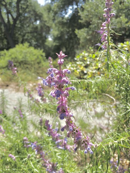 Closeup of “woolly blurcurls”, purple flowers