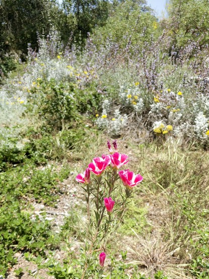 A cluster of bright pink flowers centered in front of a landscape of yellow and purple flowers.