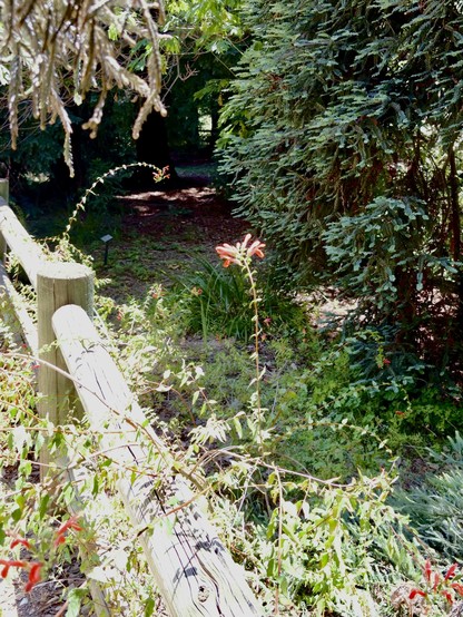 A tall red flower standing above a wooden fence.