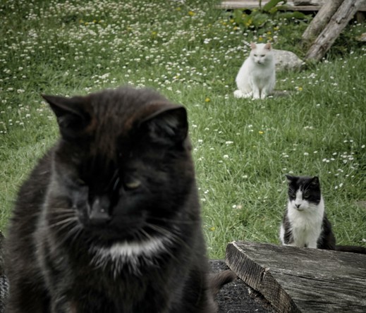 3 cats in the garden expecting some free entertainment