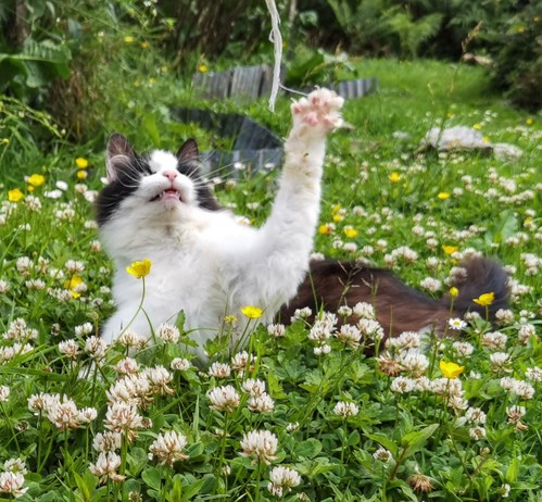 Black and white cat in the clover high-fiving