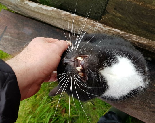 Tuxedo cat enjoying a head rub