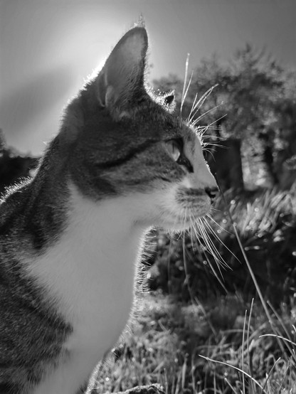 Blaxk and white photo of a tricolor tabby catching some morning sun