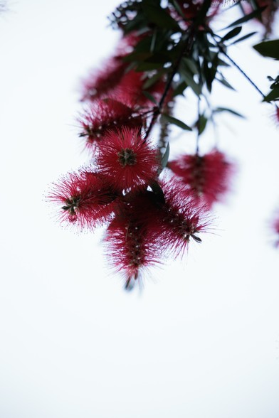 Vibrant red bottlebrush flowers hang from branches against a soft, light background, showcasing their unique, fluffy appearance.