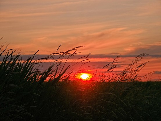 A bright orange sun sets behind reeds. The sky is orange and blue with long white clouds.