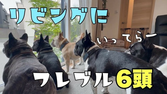 家にフレンチブルドッグがワサワサいたら～何気ない朝の光景～