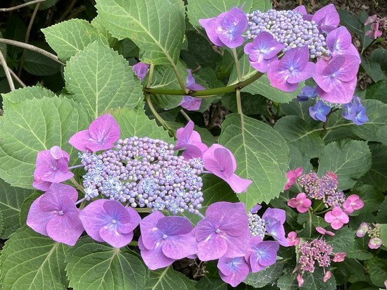 Hydrangea