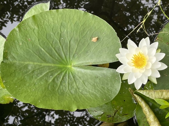 Water lily and pad