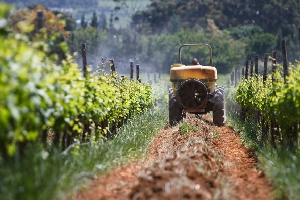 EU-Vorschrift verbietet Backpulver im Weinbau – Winzer müssen teures Industrieprodukt einsetzen