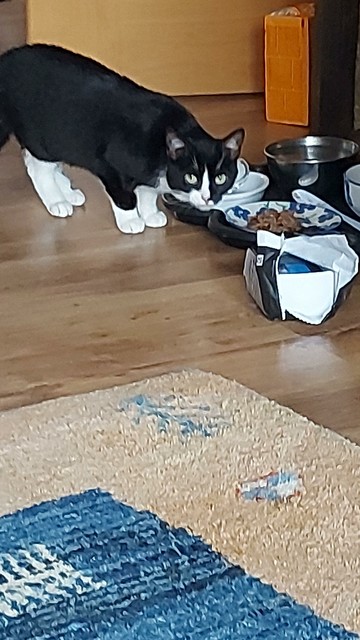 Eine schwarzweiße Katze sitzt vor einem gefüllten Teller und schaut anklagend