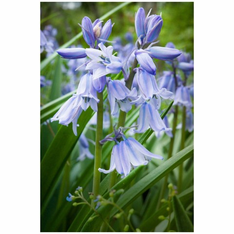 Close up shot of a blooming hyacinthoides.