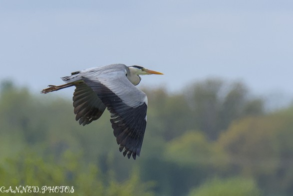 A Grey Heron soars in the sky, framed by lush trees in the background