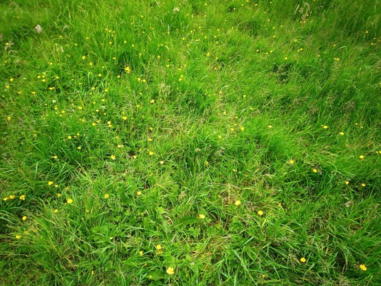 a mass of buttercups in grass allowed to grow a little to encourage bees.