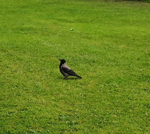a crow turns up for crackers.