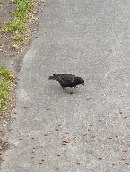 a loyal starling turns up alone for food.