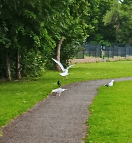 sea gulls arrive to pinch food left for crow.