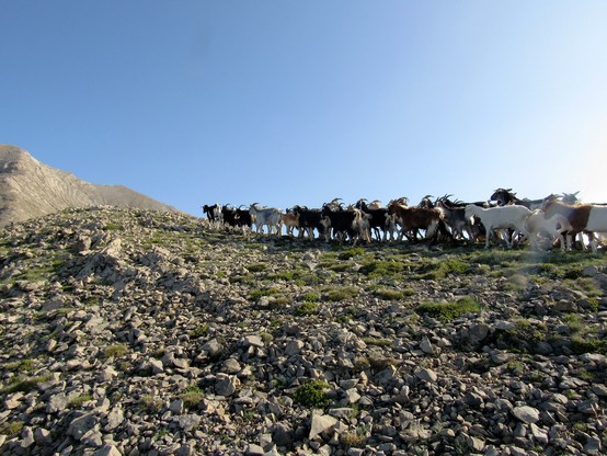 Desfile de cabras por encima de los 2500 m.