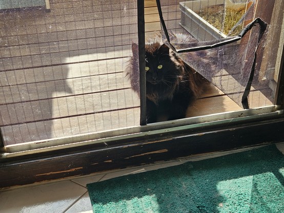 Black long-haired cat "Hope" sitting on the balcony at the open door, looking inside through the partly open fly nets.