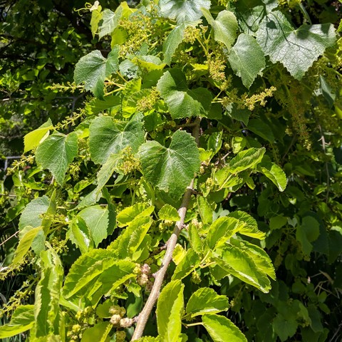 A photo showing a white mulberry tree branch with some ripening fruit and the grapevine that the branch is supporting that has blossoming grapes. The ripe mulberries get a darker or purple tint to them.